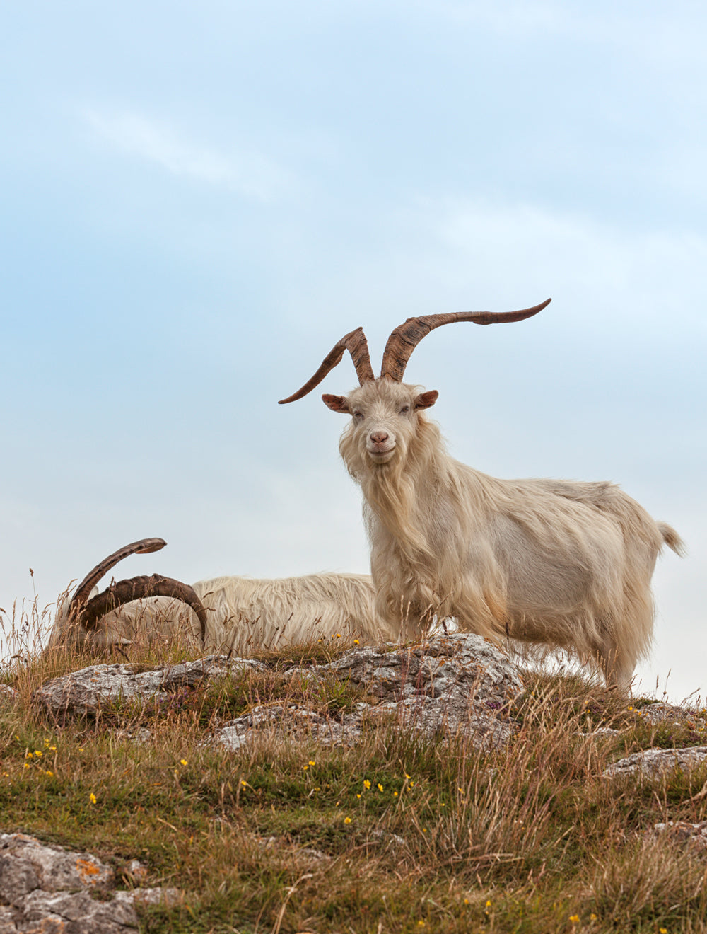 Kaschmirziegen auf einem felsigen Hügel